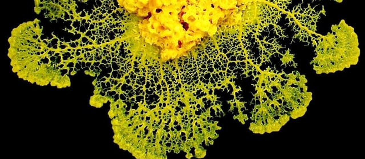Close-up of a slime mould forming a branching network