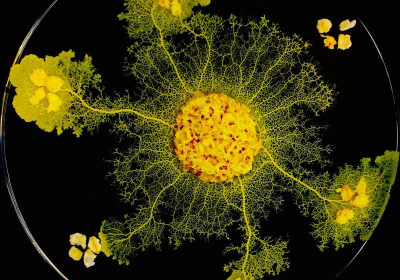 Yellow slime mould spreading a vein network across a petri dish toward food