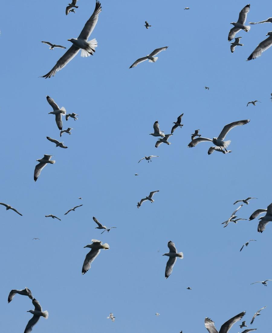 Seagulls flying in every direction against a blue sky