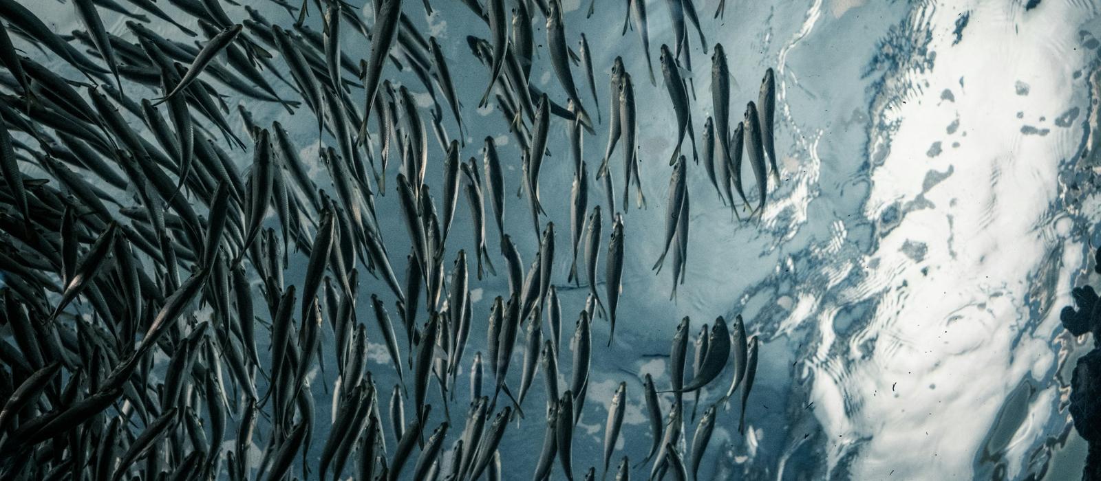 A school of silver fish swimming as one under rippling water