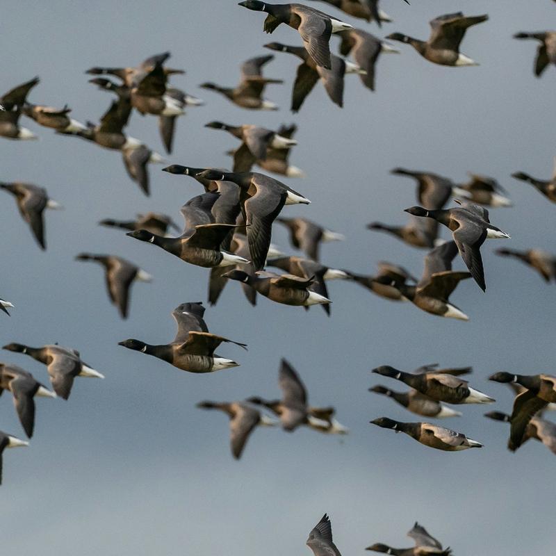 A dense flock of brent geese in flight