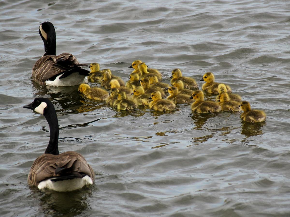 Two adult geese guiding a large group of goslings across the water