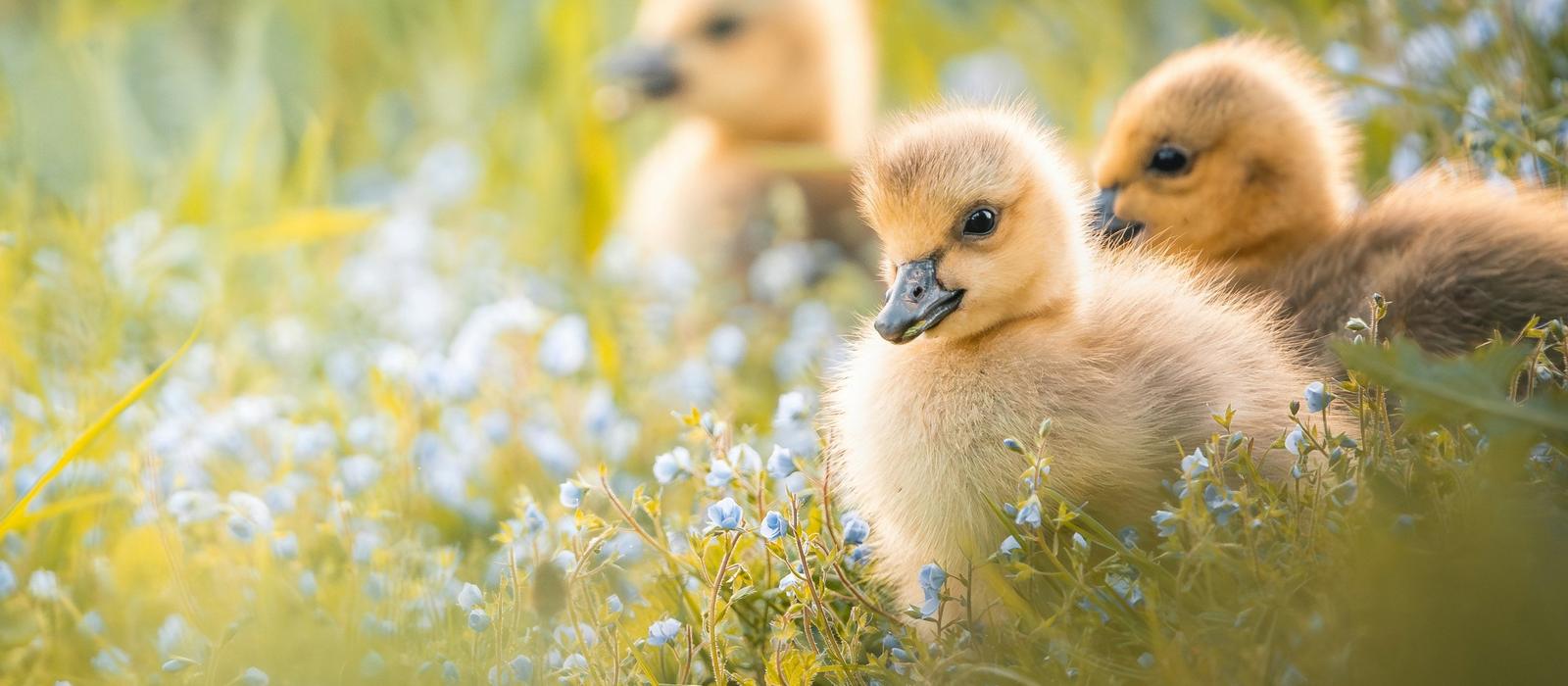 Fluffy goslings sitting among small blue flowers
