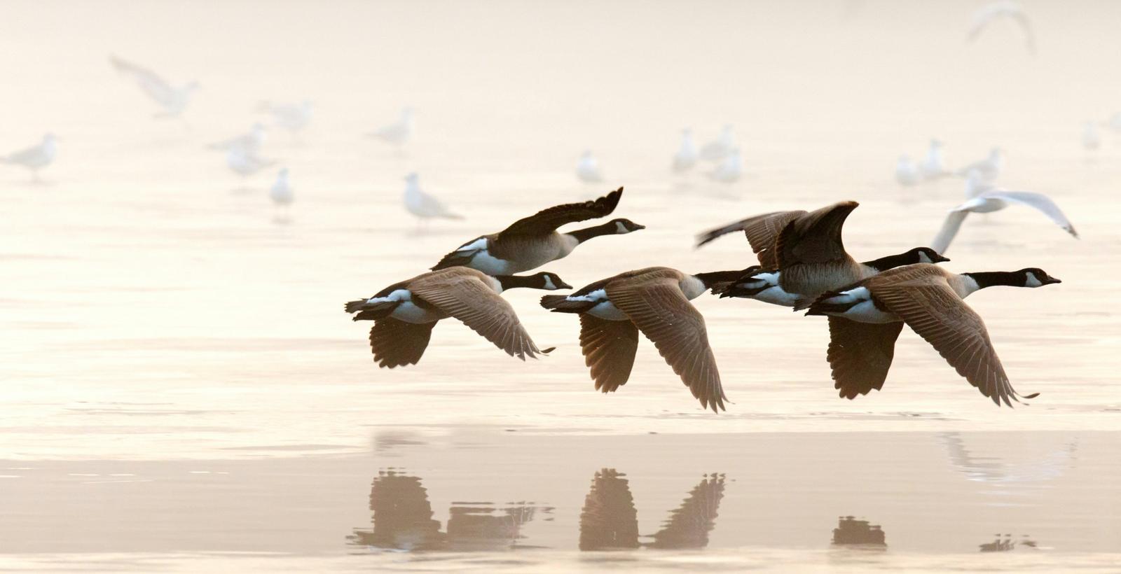Five Canada geese flying low over misty water