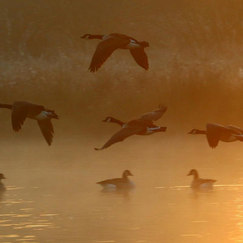 Geese flying through golden morning mist over water