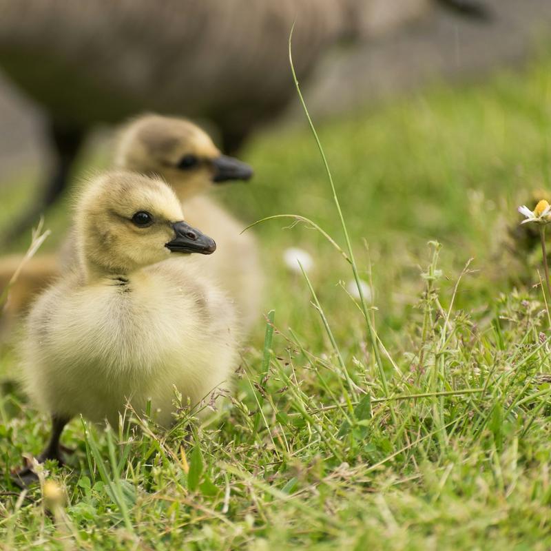 A gosling in the grass with an adult goose behind it