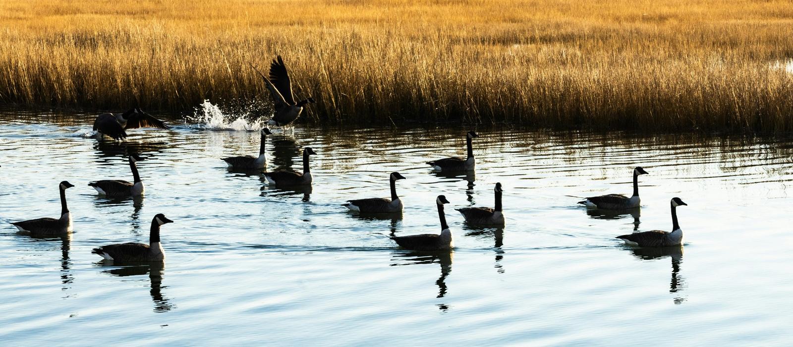 A group of Canada geese swimming past a golden marsh, one taking off