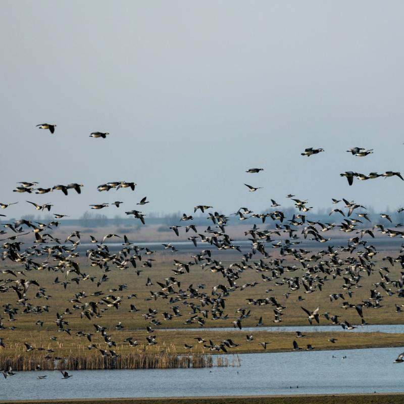Hundreds of barnacle geese taking off over a wetland