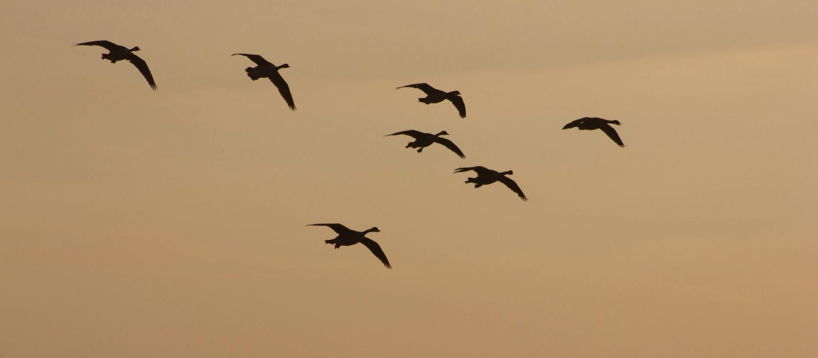 Silhouettes of geese flying against a warm evening sky