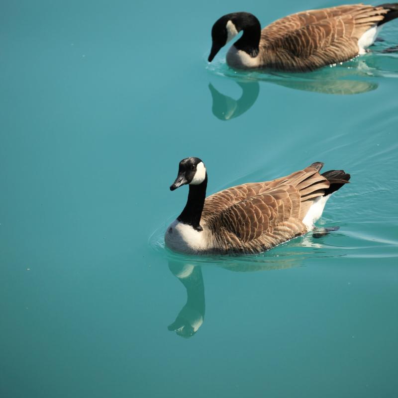 Two Canada geese swimming on turquoise water
