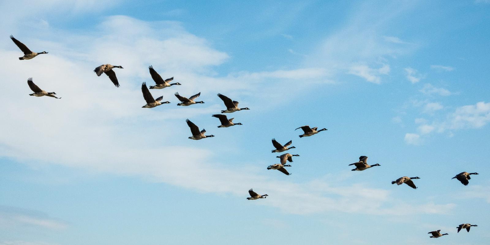 Canada geese flying in a loose V across a blue sky
