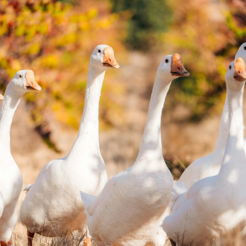 White geese walking toward the camera