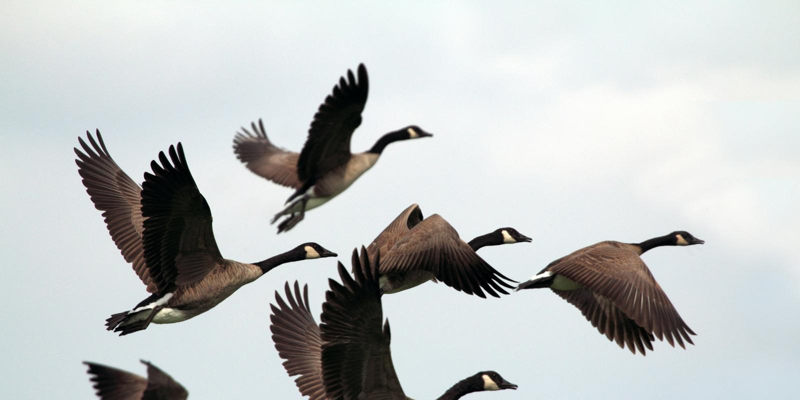Canada geese flying together against a pale sky
