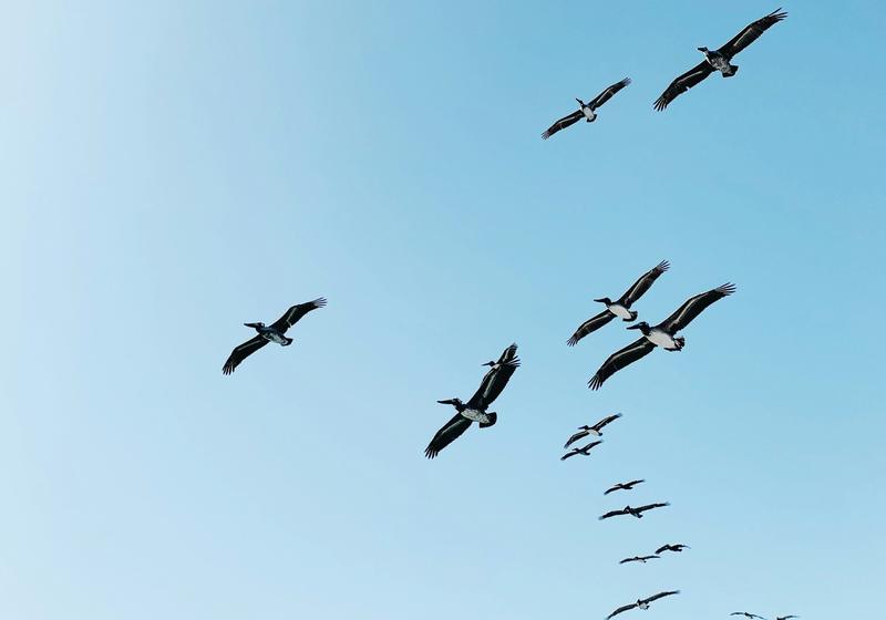 Pelicans gliding in a loose line across a blue sky