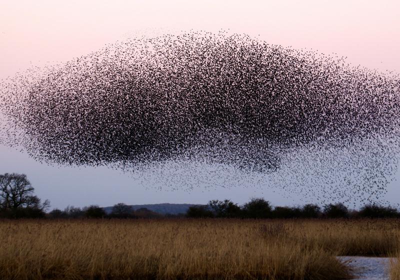 A murmuration of starlings over a reed field at dusk